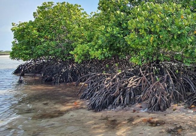 Consultancy for Seychelles Blue Carbon Policy